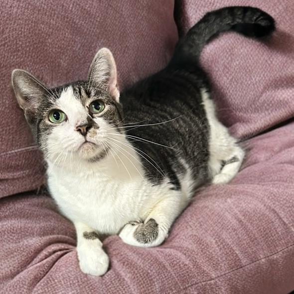 Enlarge Layla, a Adoptable Domestic Short Hair in Mocksville, NC image 2/2