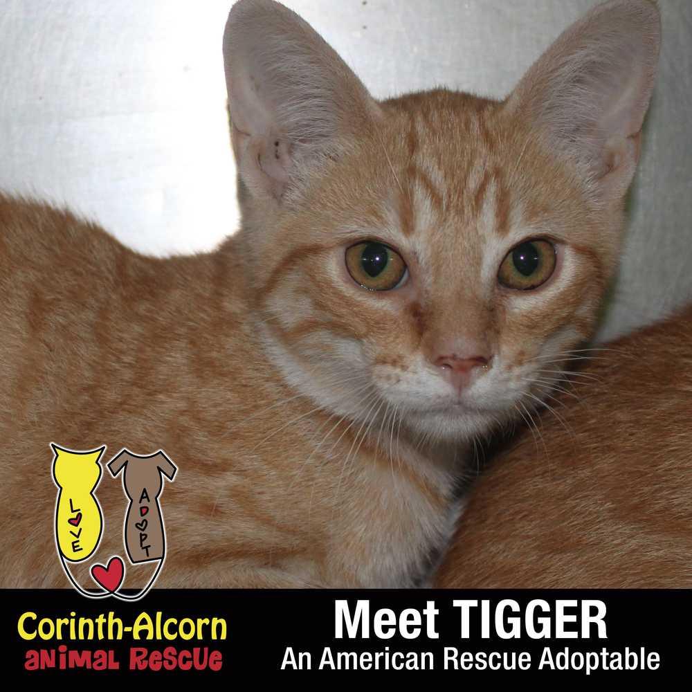 Tigger (1984), Adopted, Kitten Male American Shorthair.