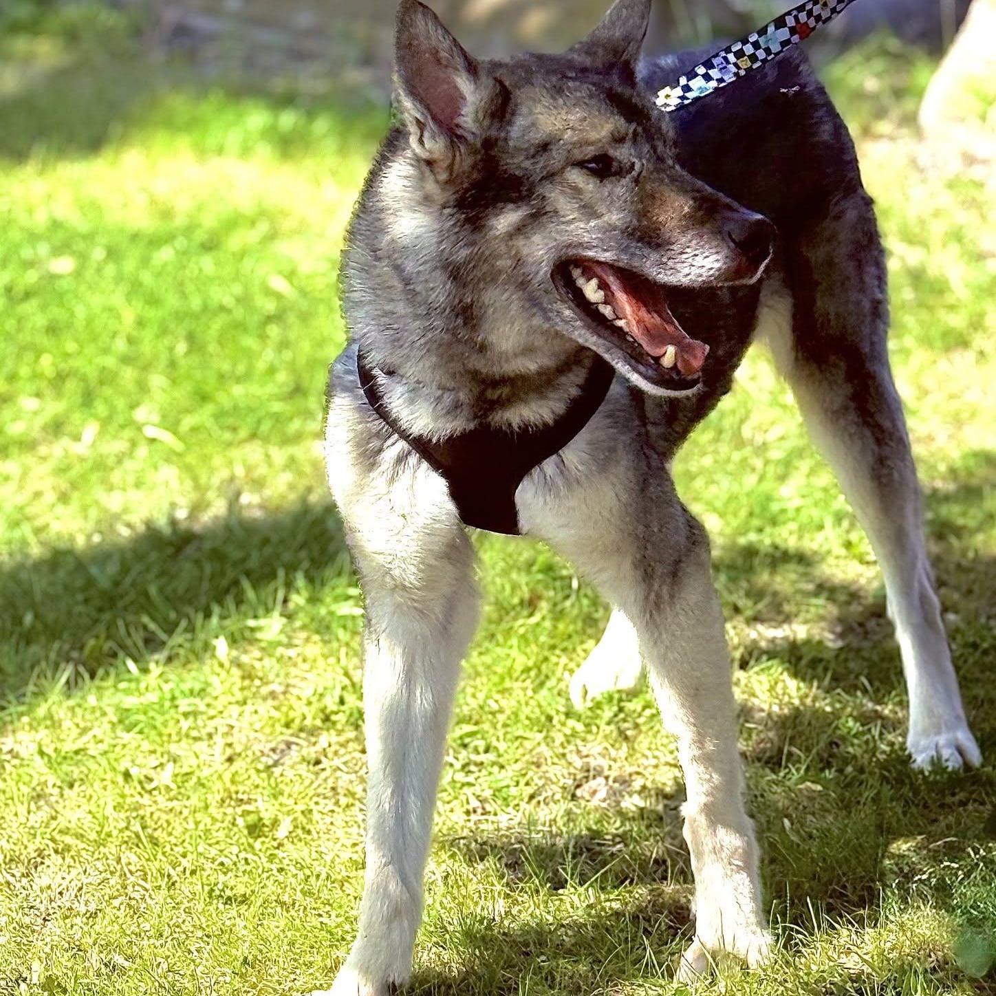 Wile 99.00 ADOPTION FEE, an adoptable mixed breed in Scarborough, ON image 3/6