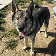 Wile 99.00 ADOPTION FEE, an adoptable mixed breed in Scarborough, ON image 4/6