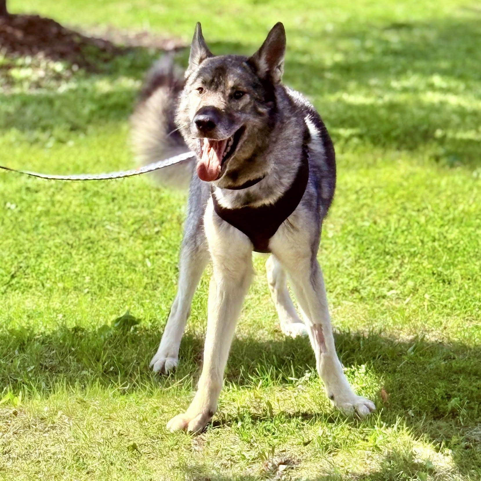 Wile 99.00 ADOPTION FEE, an adoptable mixed breed in Scarborough, ON image 1/6