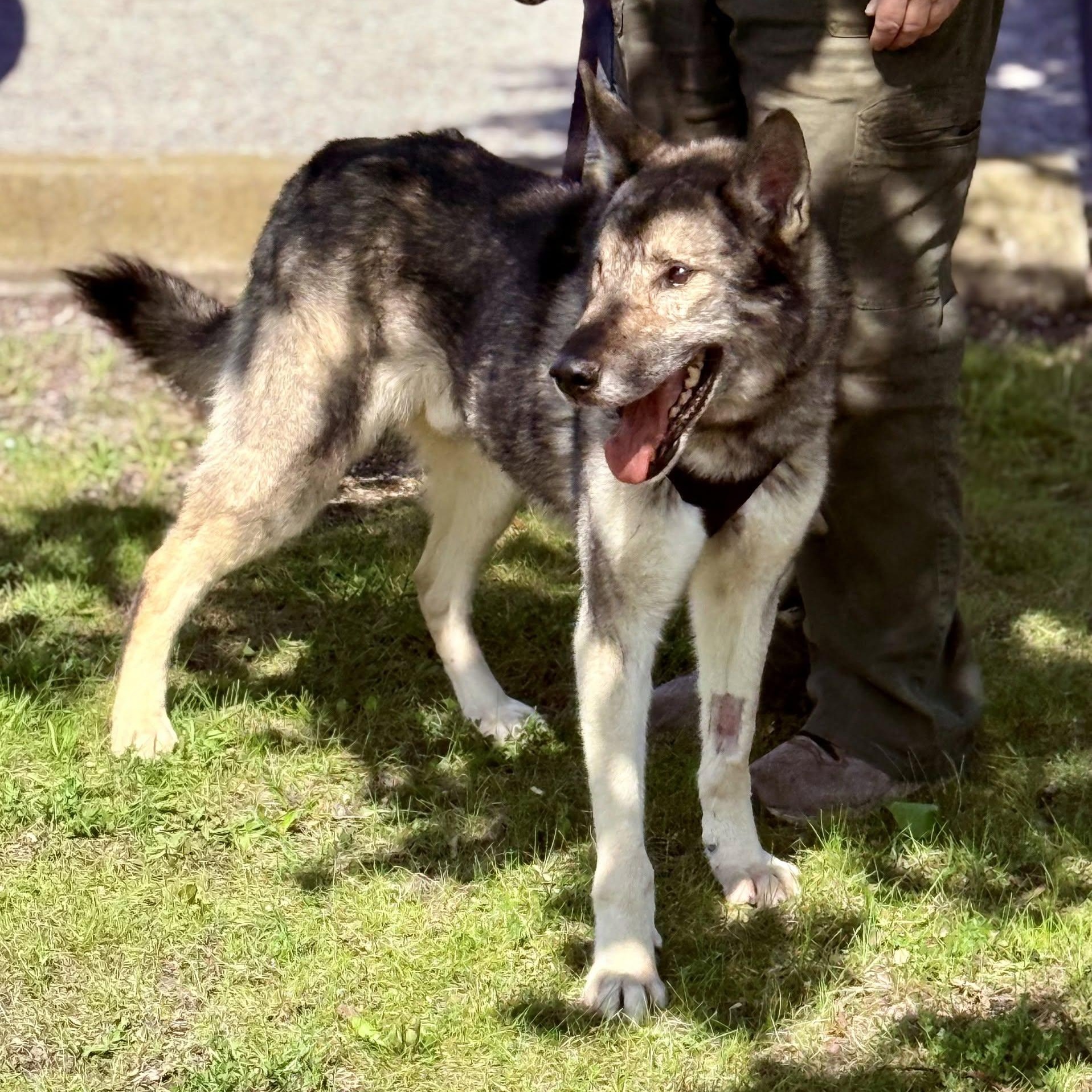 Wile 99.00 ADOPTION FEE, an adoptable mixed breed in Scarborough, ON image 2/6