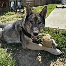 Wile 99.00 ADOPTION FEE, an adoptable mixed breed in Scarborough, ON image 5/6