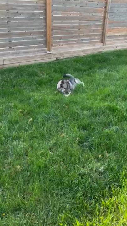 Enlarge Wile 99.00 ADOPTION FEE, an adoptable mixed breed in Scarborough, ON video 6/6