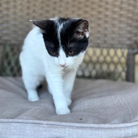 Batgirl, Adoptable, Kitten Female Domestic Medium Hair.