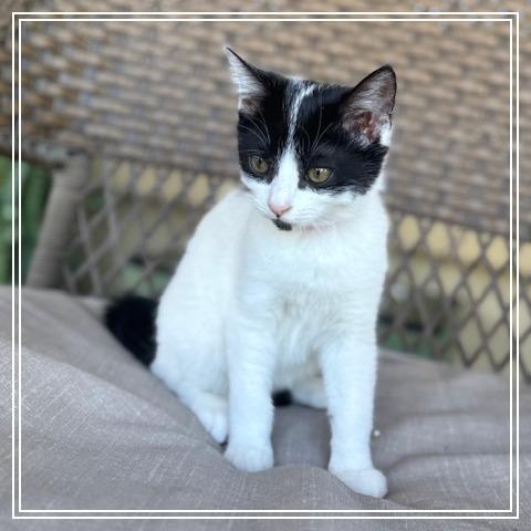 Enlarge Batgirl, a Adoptable Domestic Medium Hair in Riverside, CA image 6/6