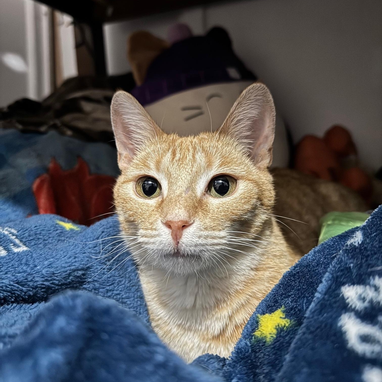 Sherby — thumbnail 2