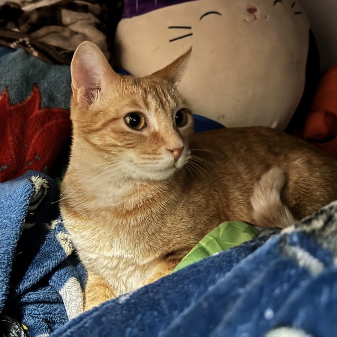 Sherby — thumbnail 3