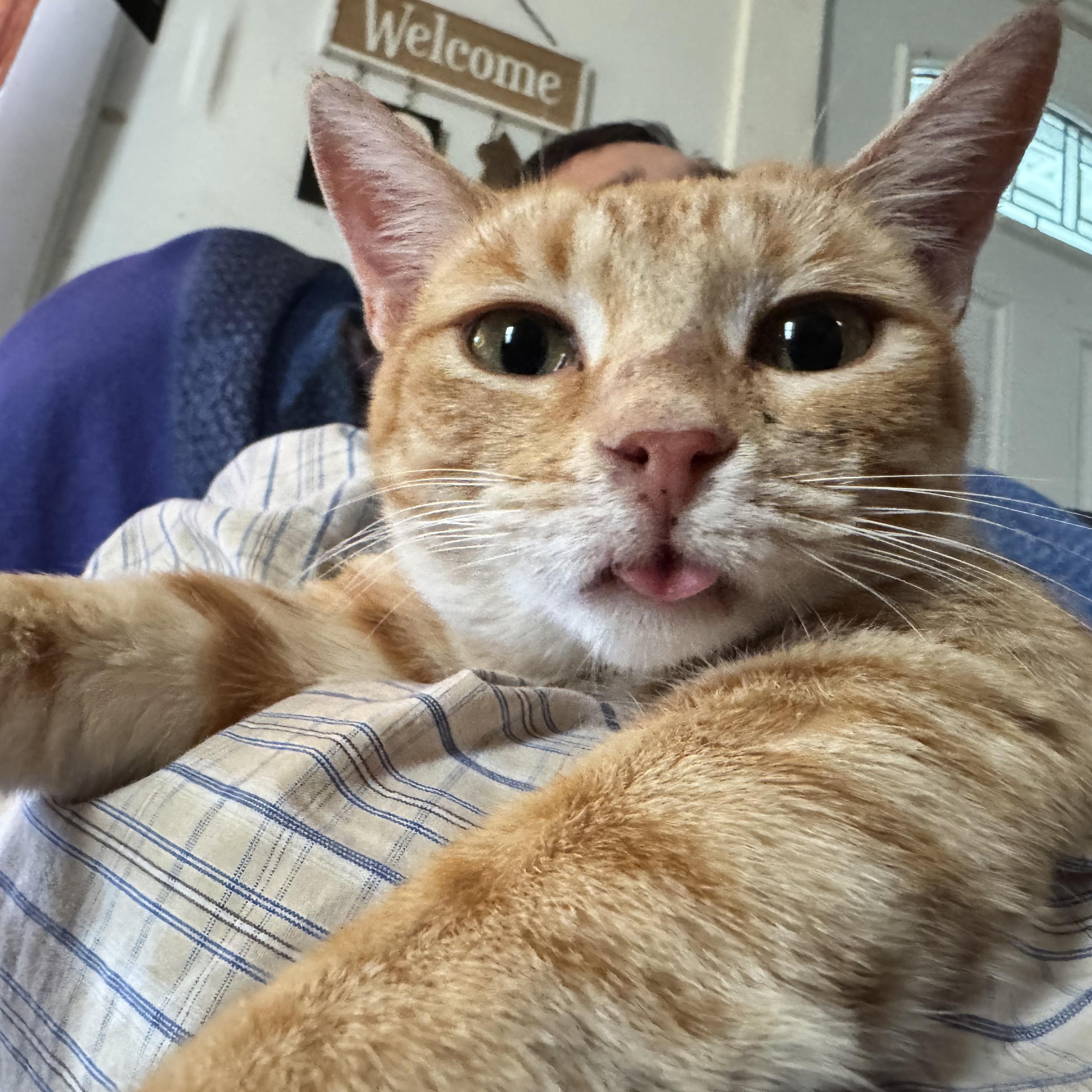 Sherby — thumbnail 4