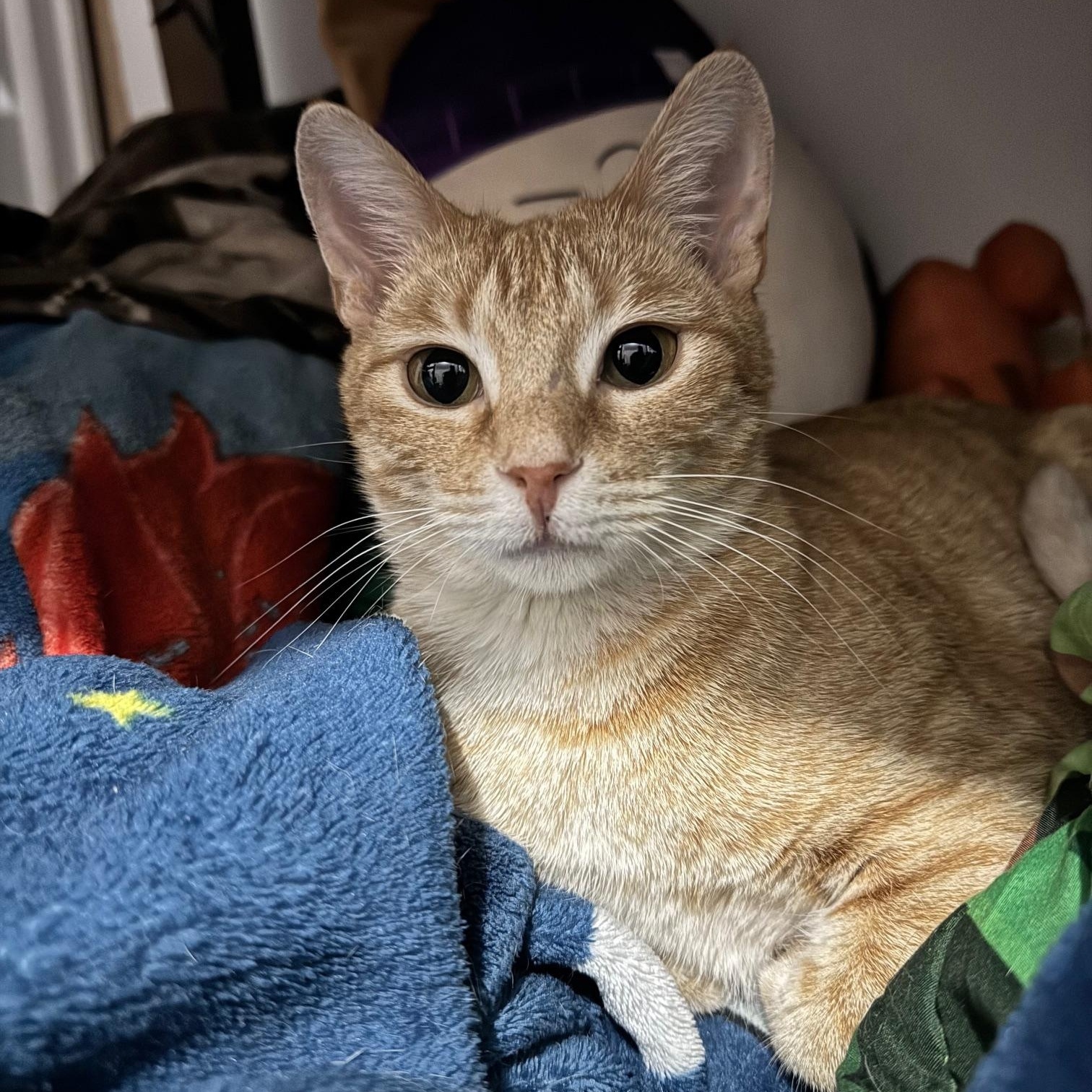 Sherby — thumbnail 5