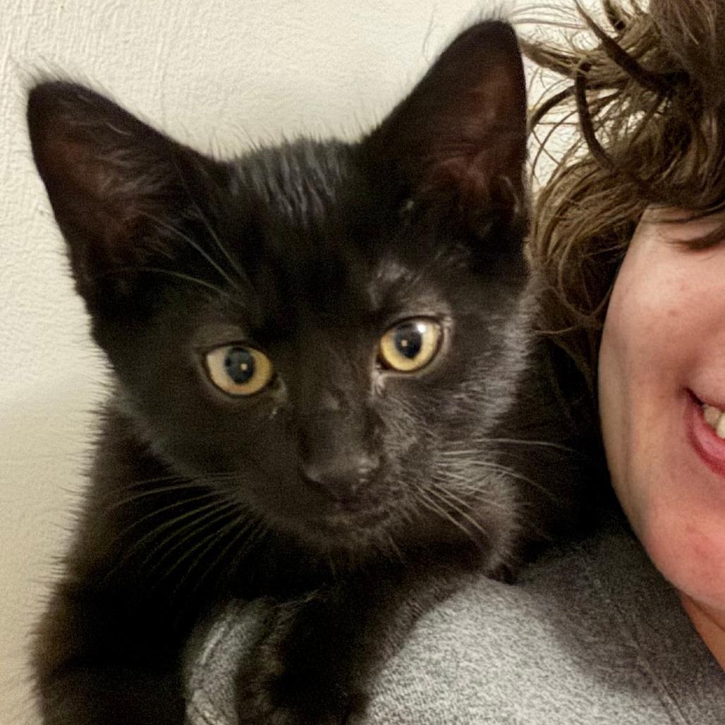 Mallow, Adoptable, Young Female Domestic Short Hair.