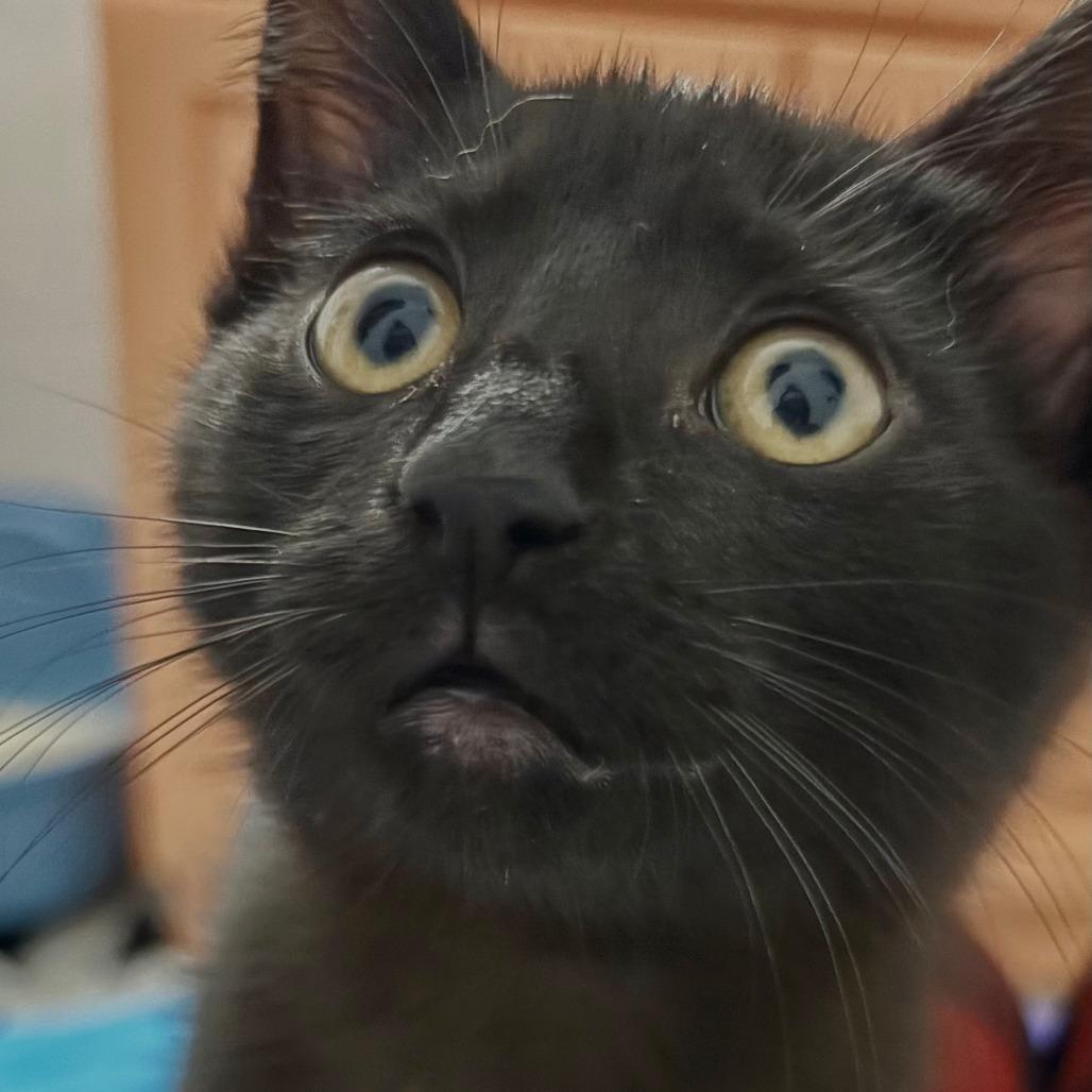 Mallow, a Adoptable Domestic Short Hair in Medina, OH image 2/4