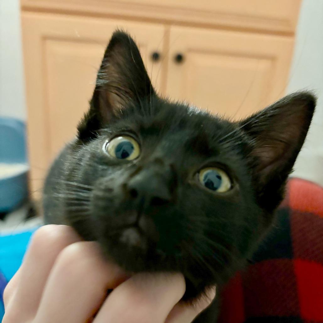 Mallow, a Adoptable Domestic Short Hair in Medina, OH image 3/4