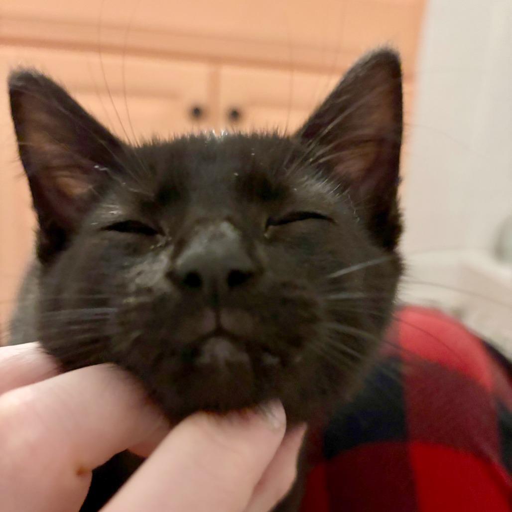 Mallow, a Adoptable Domestic Short Hair in Medina, OH image 4/4