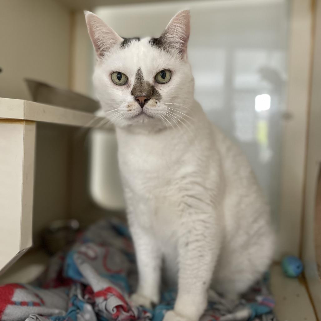 Enlarge Dale Cooper, a Adoptable Domestic Short Hair in St. Louis, MO image 1/6