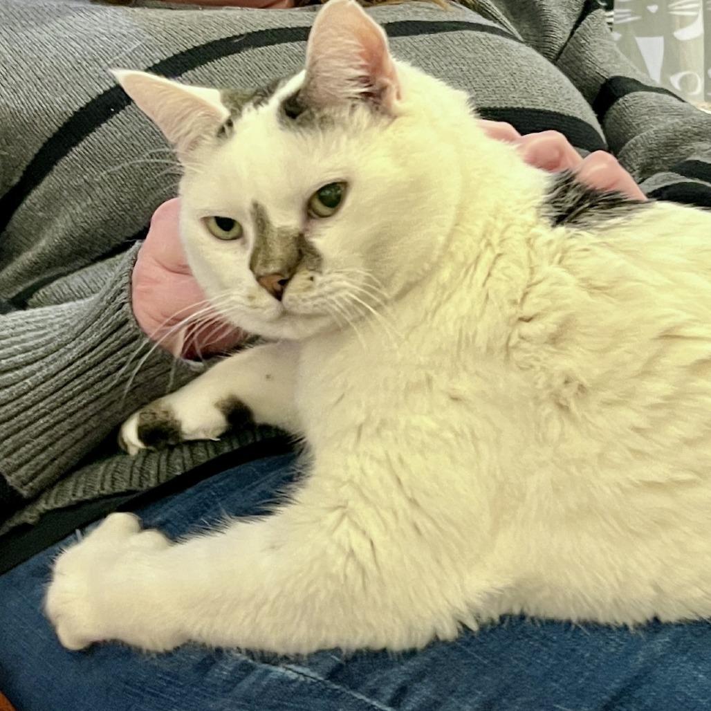 Enlarge Dale Cooper, a Adoptable Domestic Short Hair in St. Louis, MO image 2/6