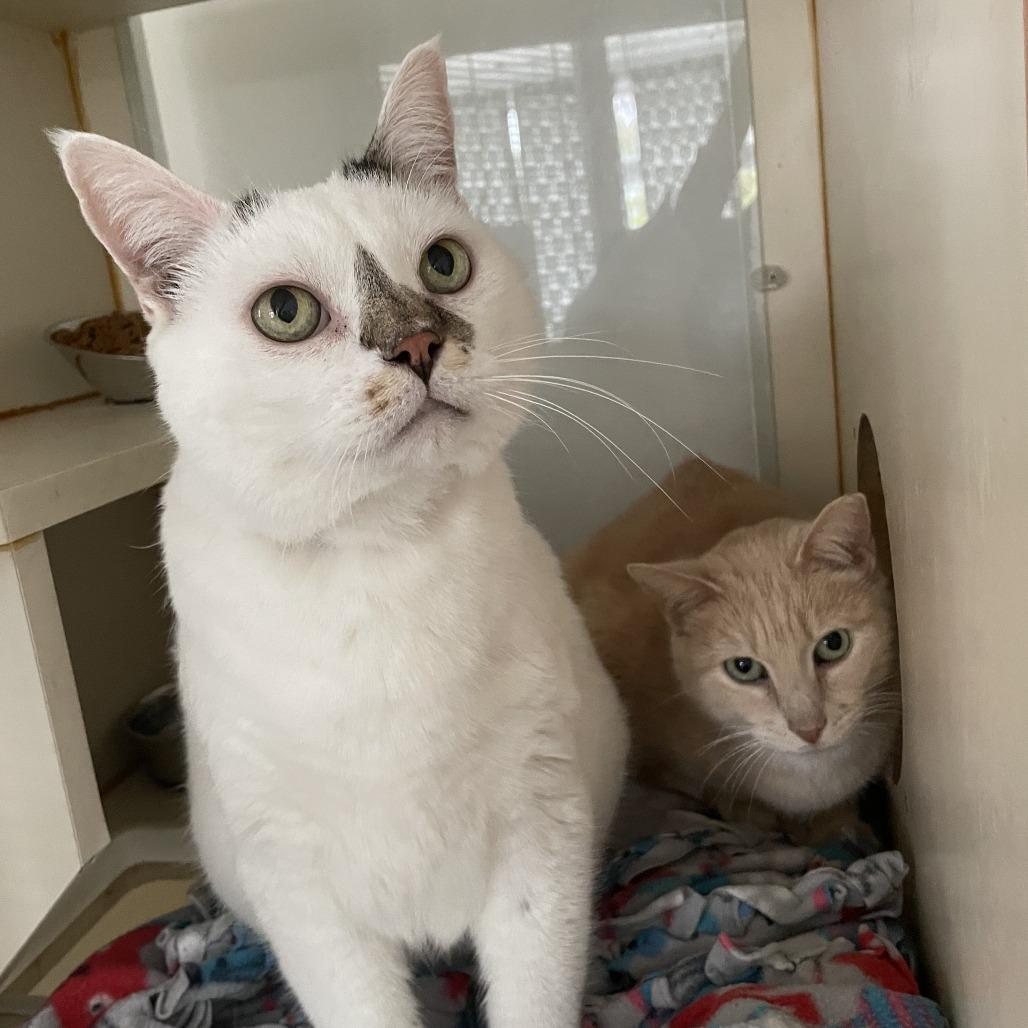 Enlarge Dale Cooper, a Adoptable Domestic Short Hair in St. Louis, MO image 3/6