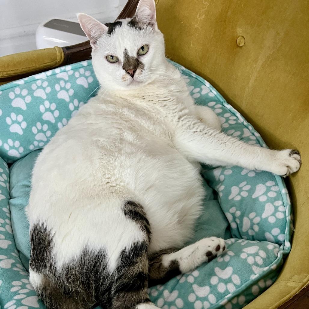 Enlarge Dale Cooper, a Adoptable Domestic Short Hair in St. Louis, MO image 5/6