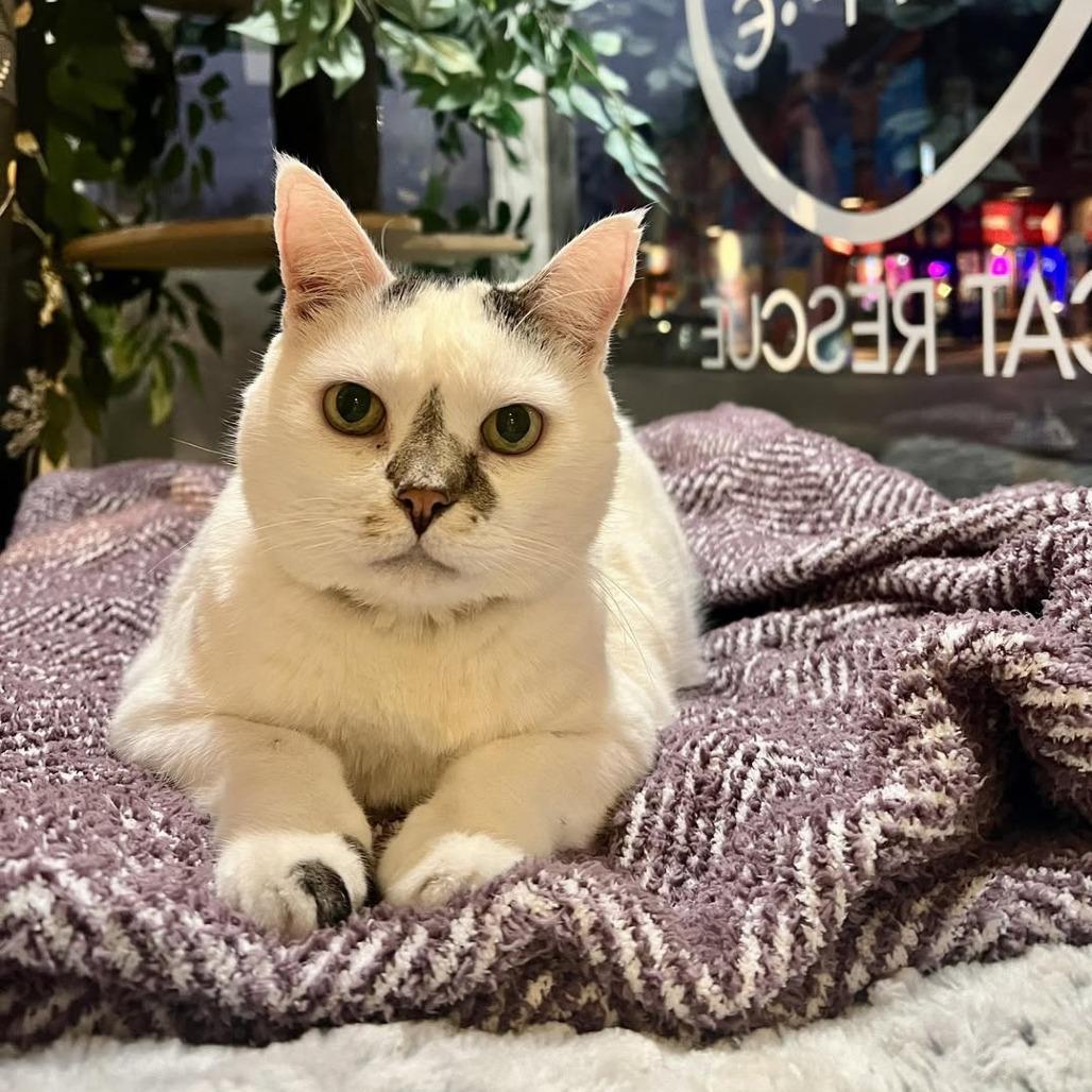 Enlarge Dale Cooper, a Adoptable Domestic Short Hair in St. Louis, MO image 6/6