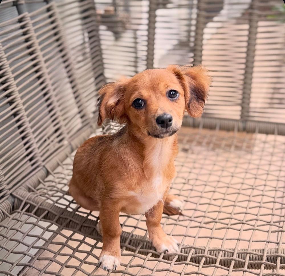 Margo, adopted, Puppy Male Dachshund & Chihuahua.