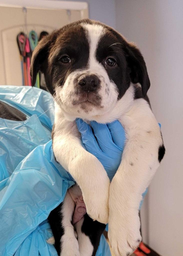 French Onion, Adopted, Puppy Male Pit Bull Terrier & Mixed Breed.