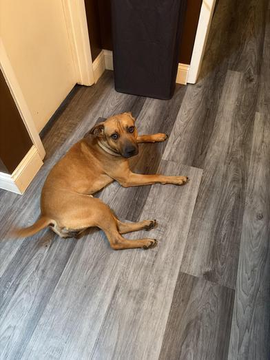 Bandit — thumbnail 3