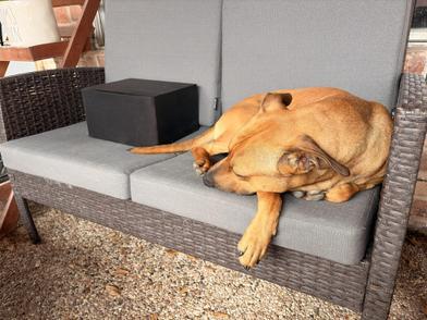 Bandit — thumbnail 4