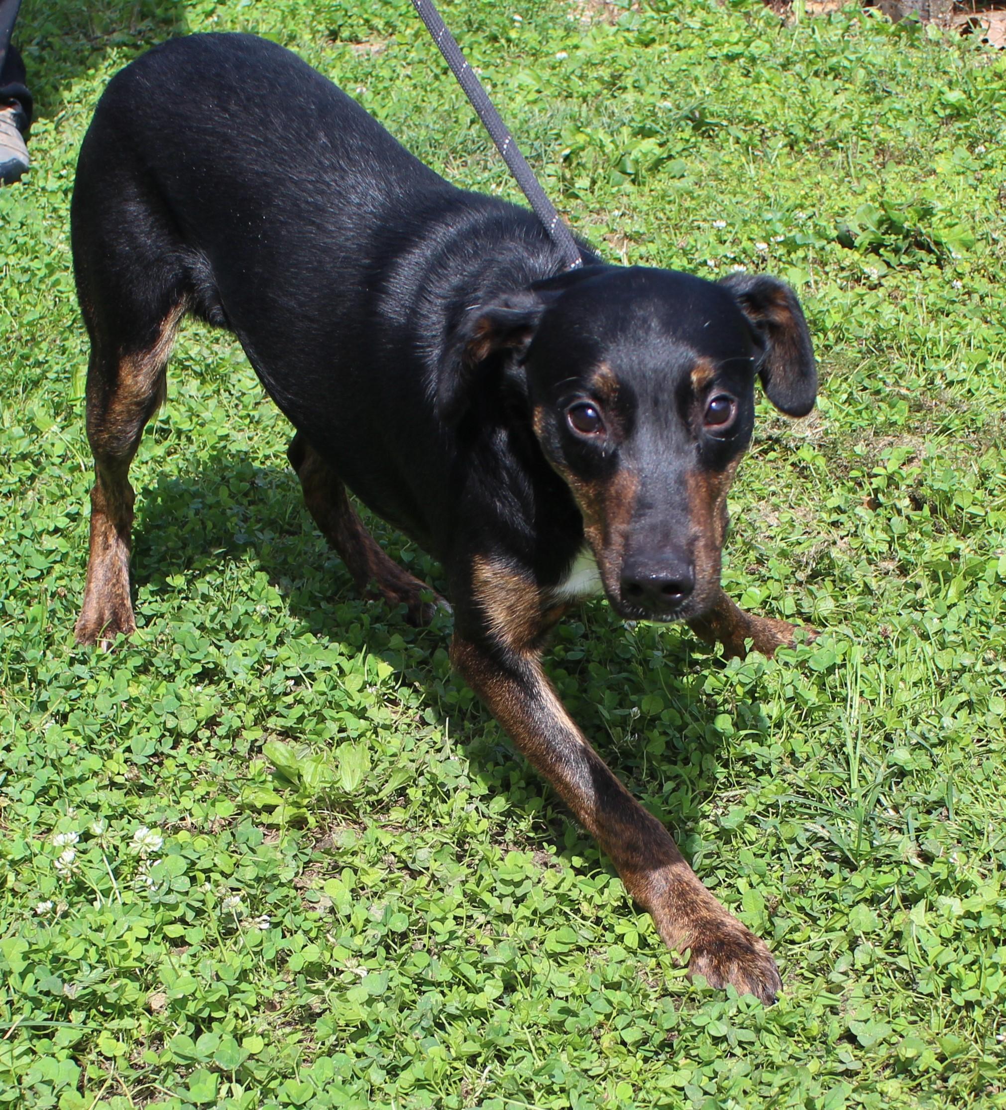 Jason (12332), Adoptable, Adult Male Hound.