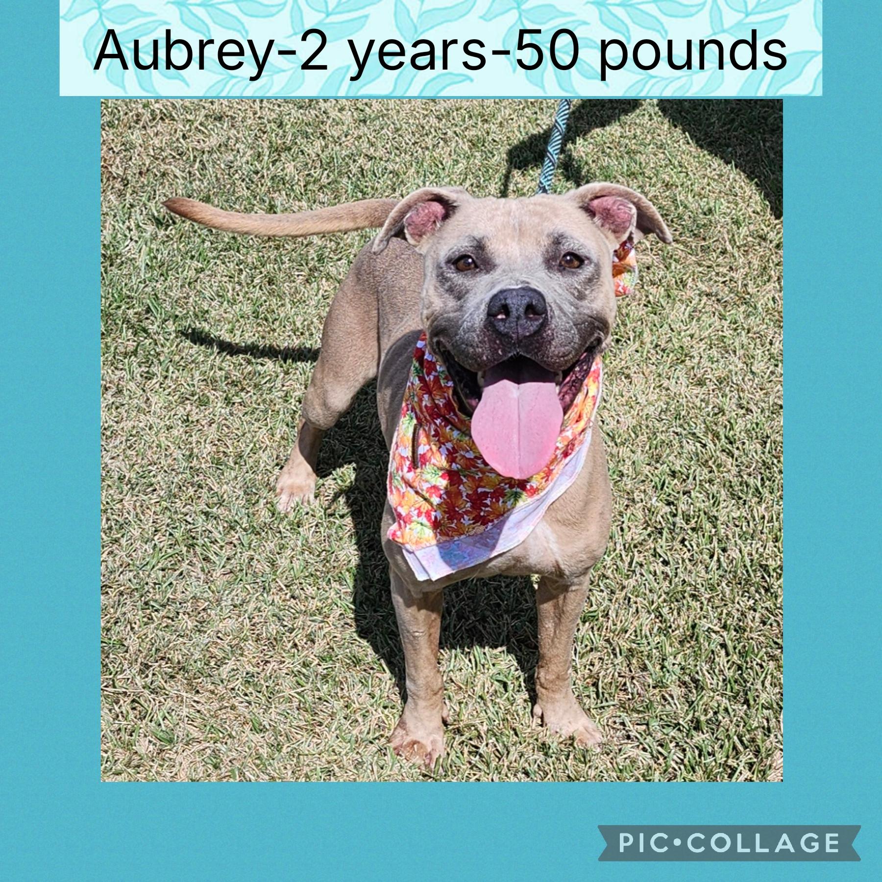 Aubrey, Adoptable, Adult Female Pit Bull Terrier.