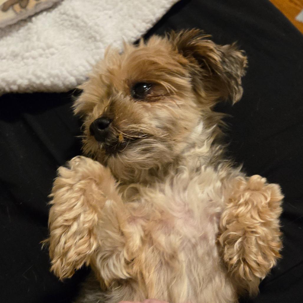 Jipsey, Adoptable, Senior Female Yorkshire Terrier & Silky Terrier.