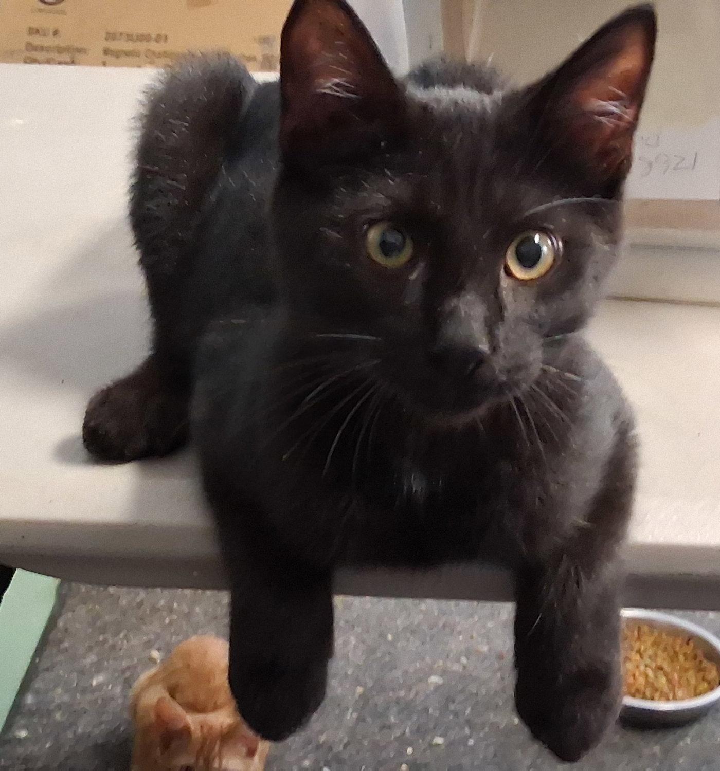 Mavis, Adoptable, Kitten Female Domestic Short Hair.