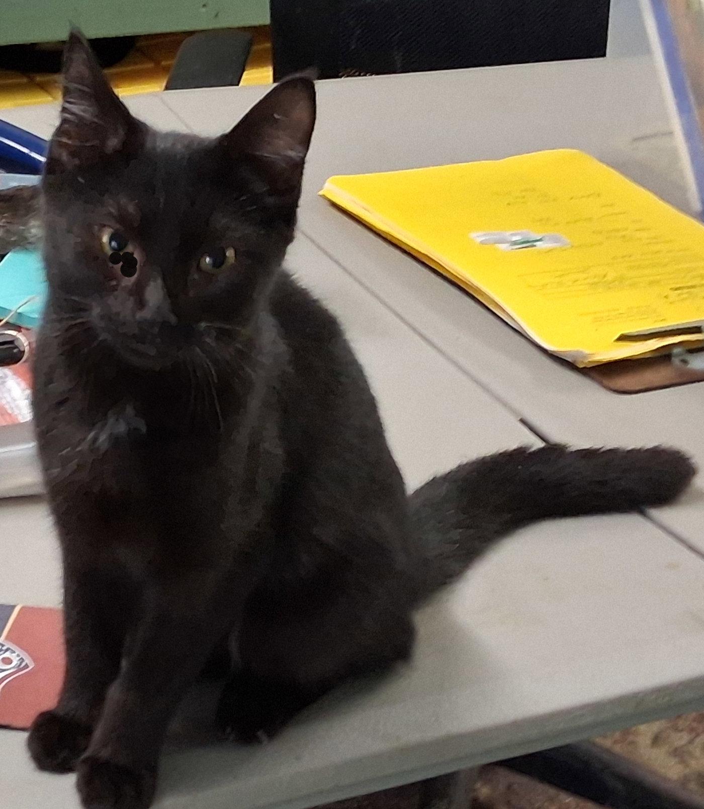 Enlarge Mavis, a Adoptable Domestic Short Hair in Mcconnelsville, OH image 2/3