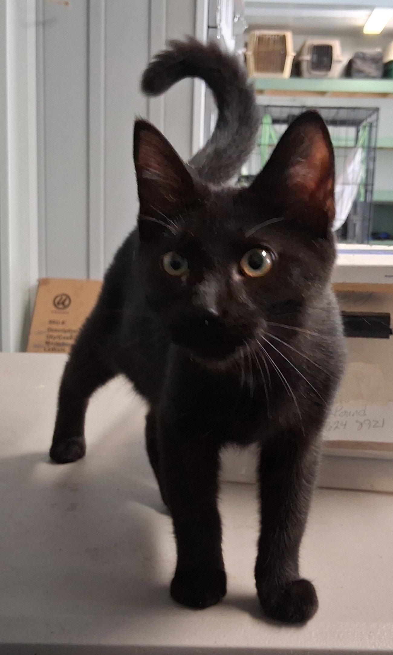 Enlarge Mavis, a Adoptable Domestic Short Hair in Mcconnelsville, OH image 3/3