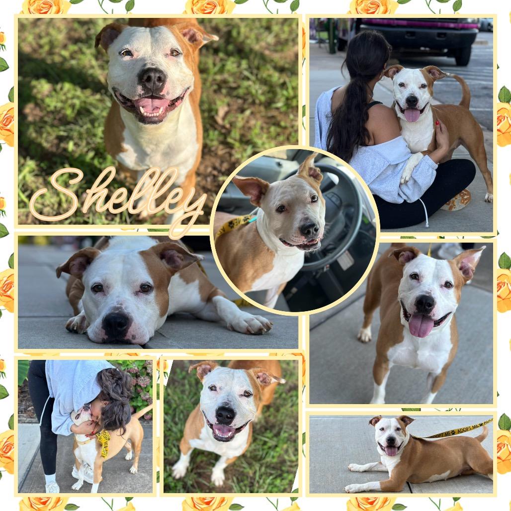 Shelley, Adoptable, Adult Female Pit Bull Terrier.