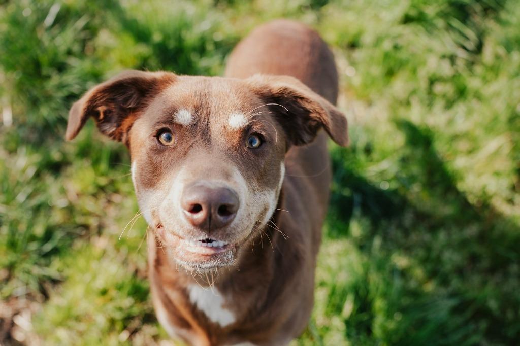 Daisy - Sponsored by Judith Holznagel & Sandra, Adoptable, Young Female Doberman Pinscher & Mixed Breed.