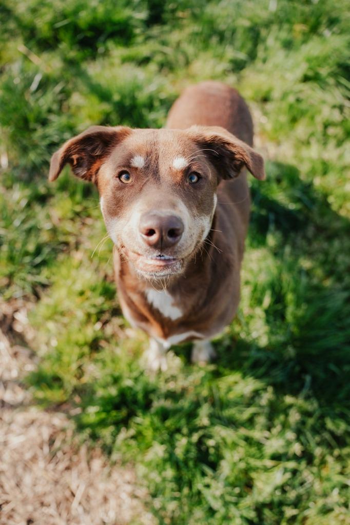 Daisy - Sponsored by Judith Holznagel & Sandra, a Adoptable mixed breed in Newberg, OR image 2/5