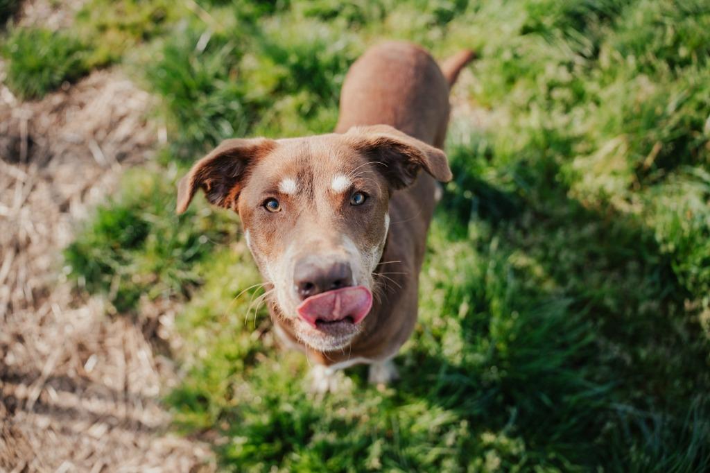 Daisy - Sponsored by Judith Holznagel & Sandra, a Adoptable mixed breed in Newberg, OR image 3/5