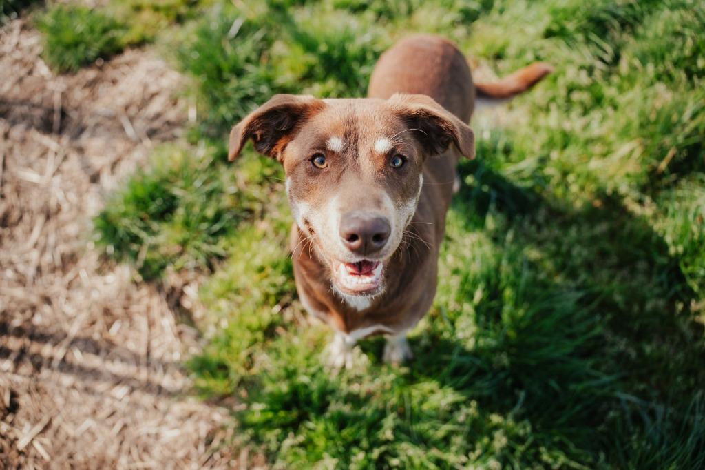 Daisy - Sponsored by Judith Holznagel & Sandra, a Adoptable mixed breed in Newberg, OR image 4/5