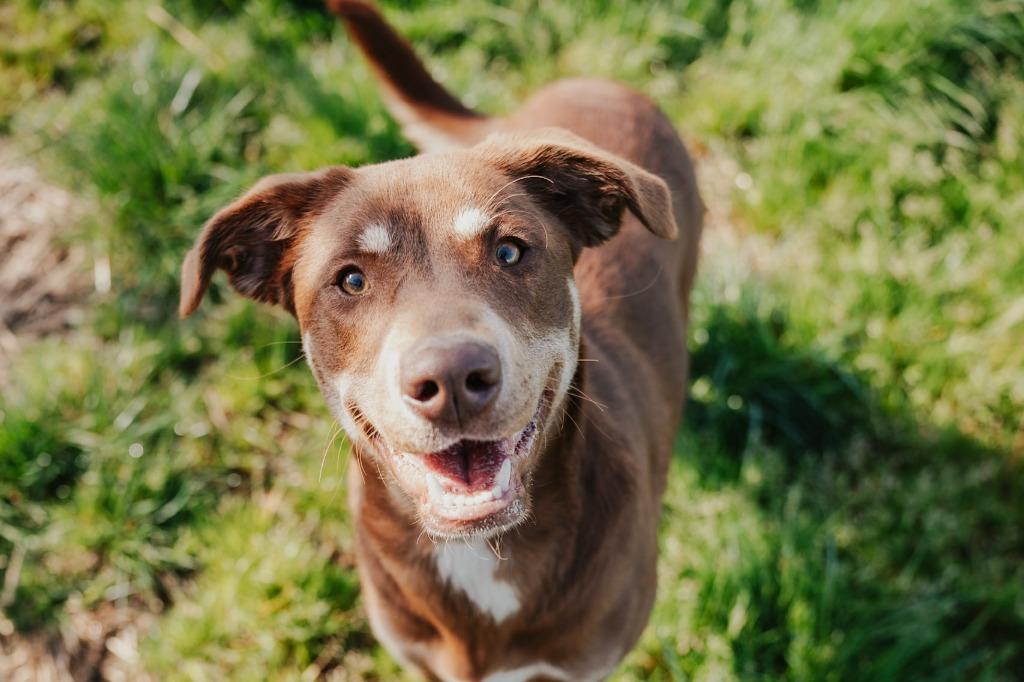 Daisy - Sponsored by Judith Holznagel & Sandra, a Adoptable mixed breed in Newberg, OR image 5/5
