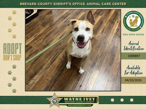 Patty, Adoptable, Adult Female Mixed Breed.