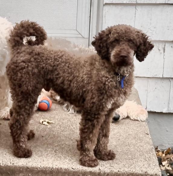 Ollie, a Adoptable Miniature Poodle in White Bear Lake, MN image 1/5
