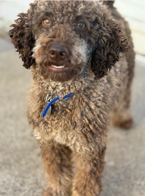 Ollie, a Adoptable Miniature Poodle in White Bear Lake, MN image 4/5