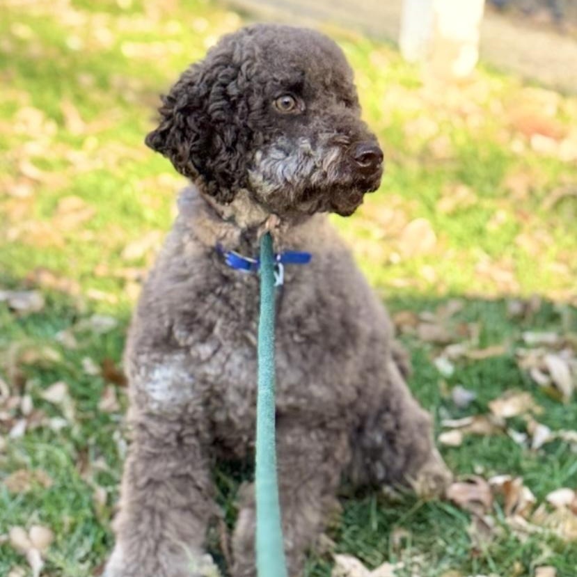 Ollie, a Adoptable Miniature Poodle in White Bear Lake, MN image 3/5