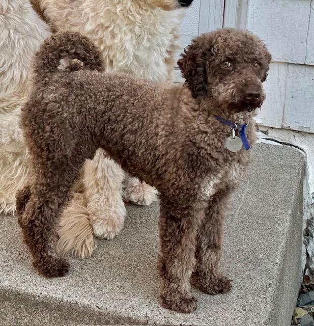 Ollie, a Adoptable Miniature Poodle in White Bear Lake, MN image 5/5