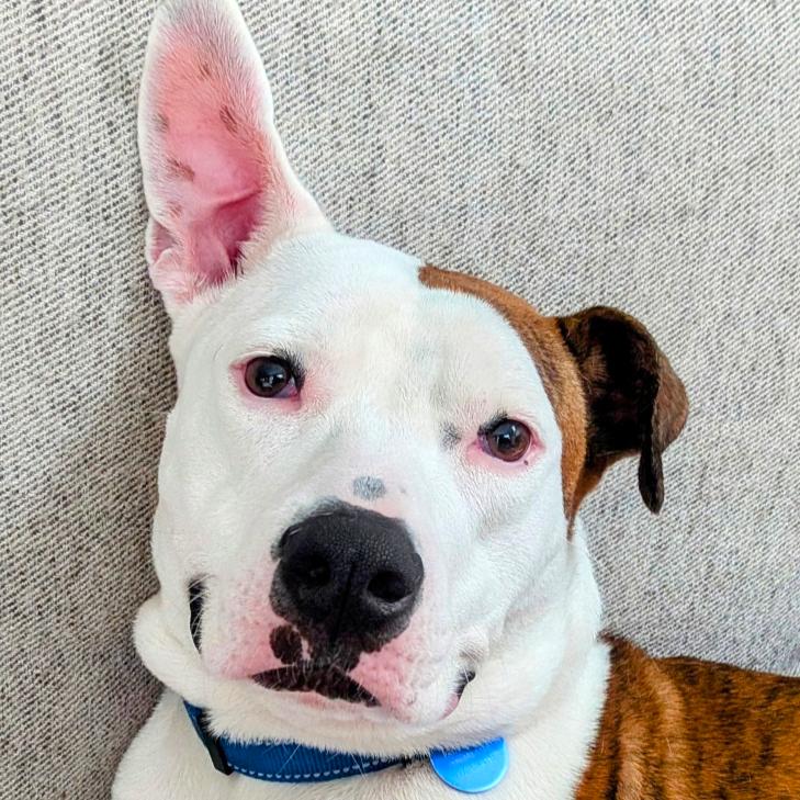 Tinderheart Bear (I have a Secret Crush!), Adoptable, Adult Female Mixed Breed.