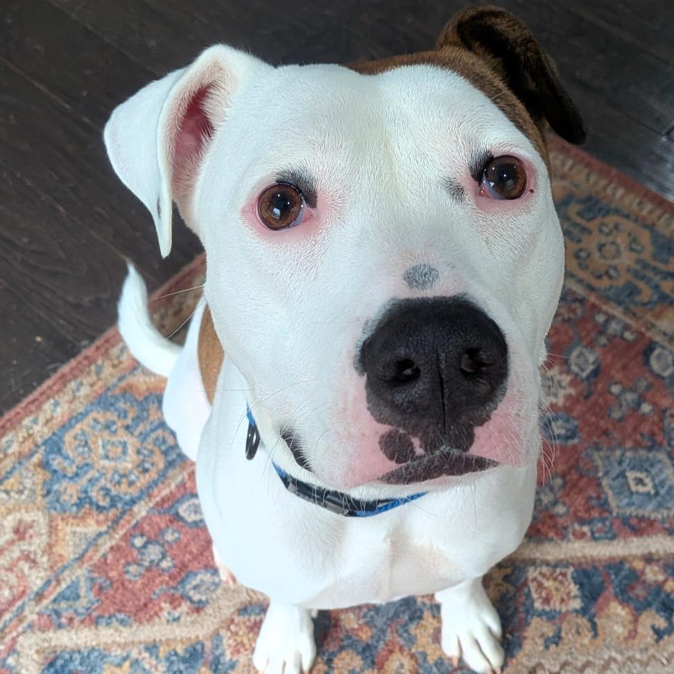 Tinderheart Bear (I have a Secret Crush!), a Adoptable Mixed Breed in Decatur, GA image 2/6