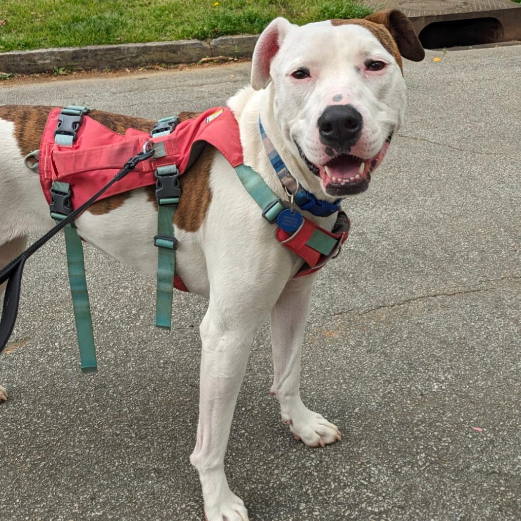 Tinderheart Bear (I have a Secret Crush!), a Adoptable Mixed Breed in Decatur, GA image 5/6