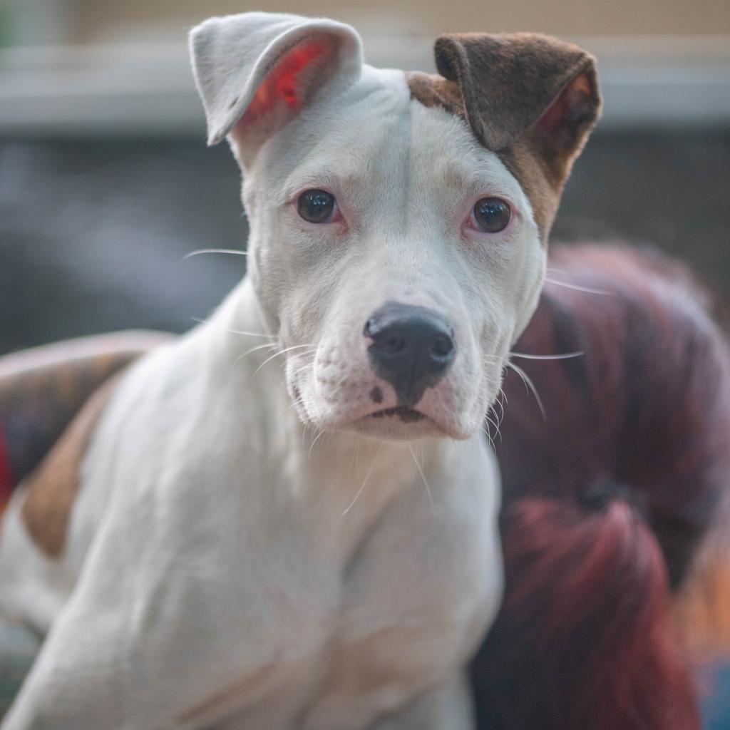 Tinderheart Bear (I have a Secret Crush!), a Adoptable Mixed Breed in Decatur, GA image 6/6