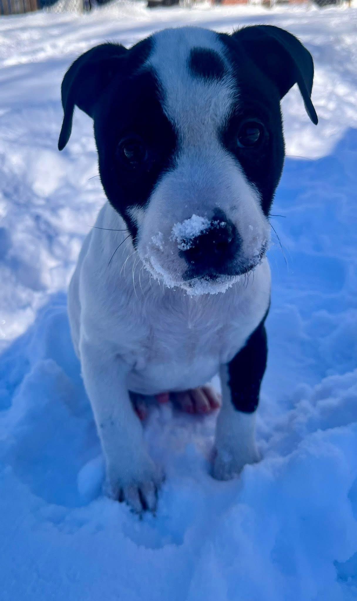 Enlarge Hen, a ADOPTABLE Pit Bull Terrier in Akron, NY image 1/3