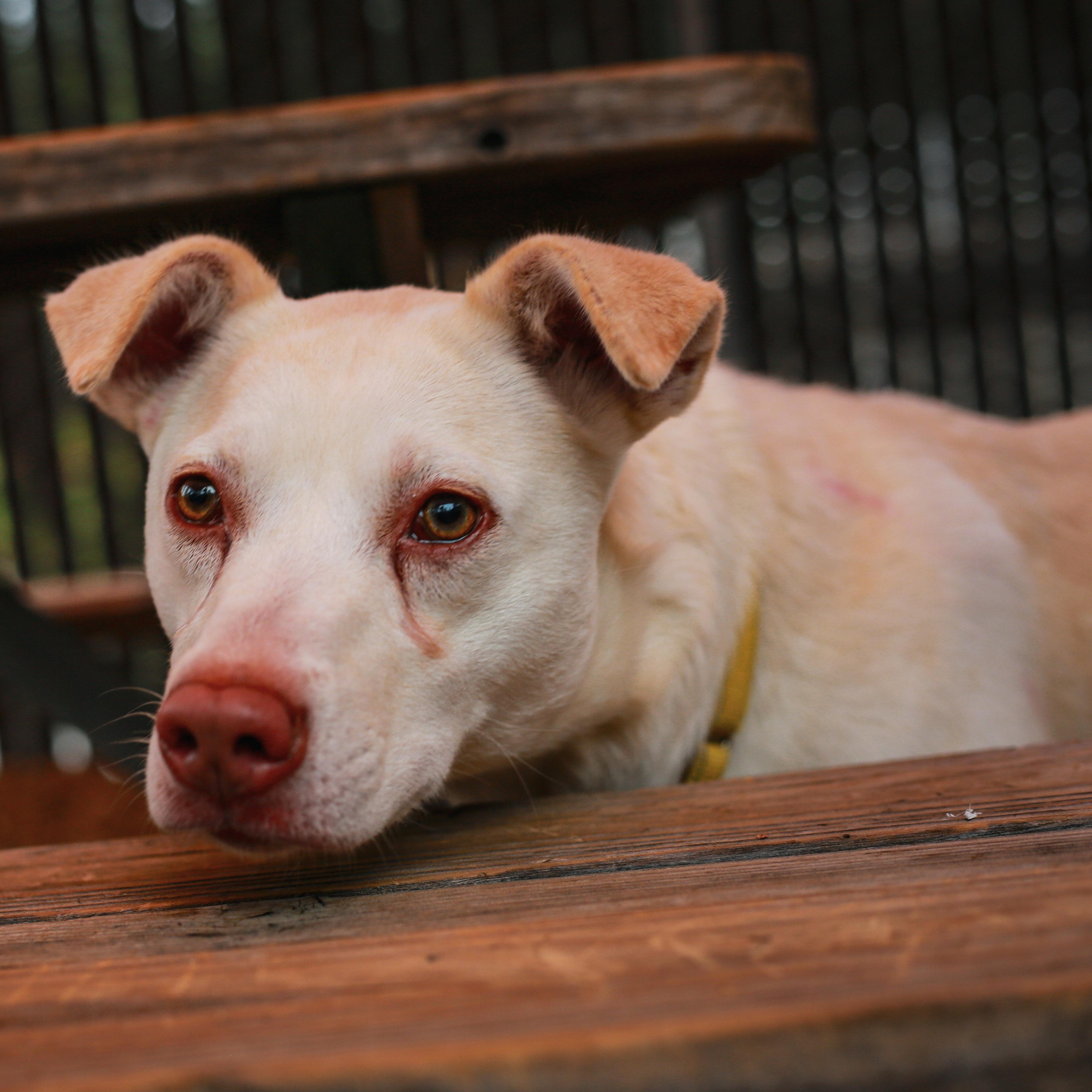 Trix- Perfect Size Girl, ADOPTABLE, Young Female Mixed Breed.